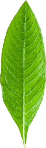 une feuille verte